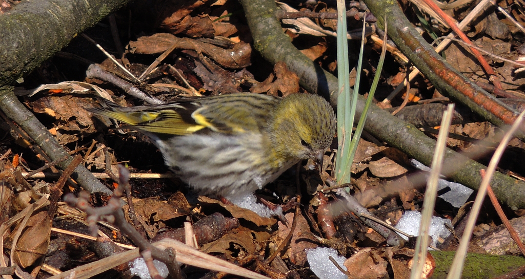 Czyż (Carduelis spinus)