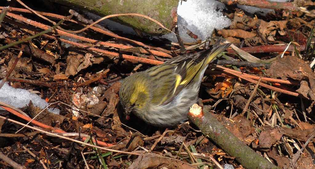 Czyż (Carduelis spinus)