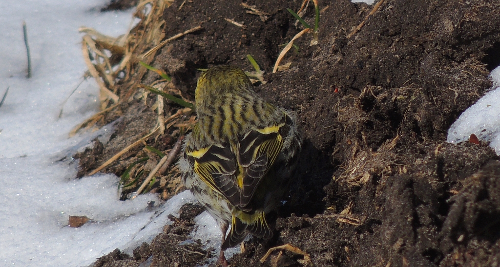 Czyż (Carduelis spinus)
