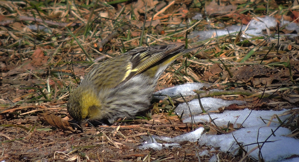 Czyż (Carduelis spinus)