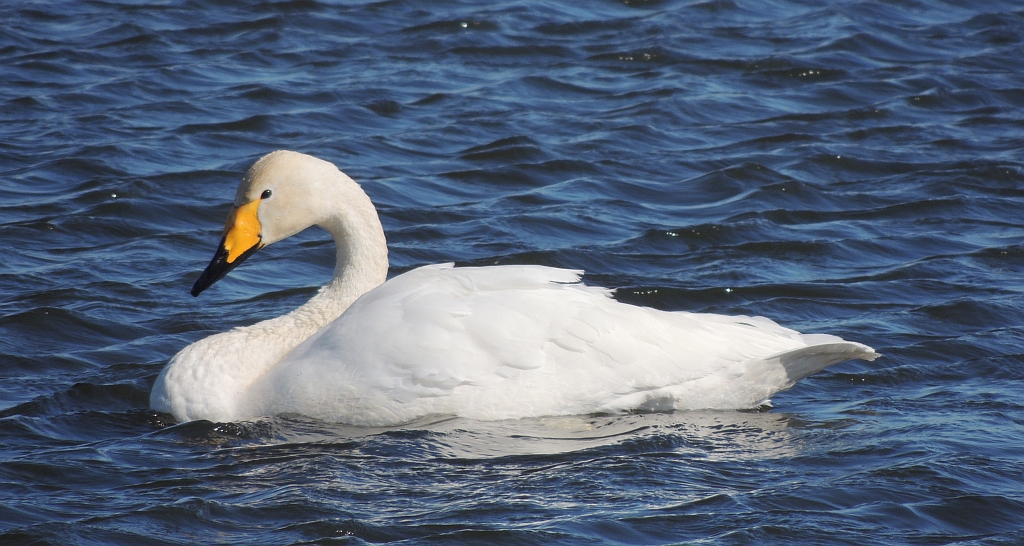 Łabędź krzykliwy (Cygnus cygnus)