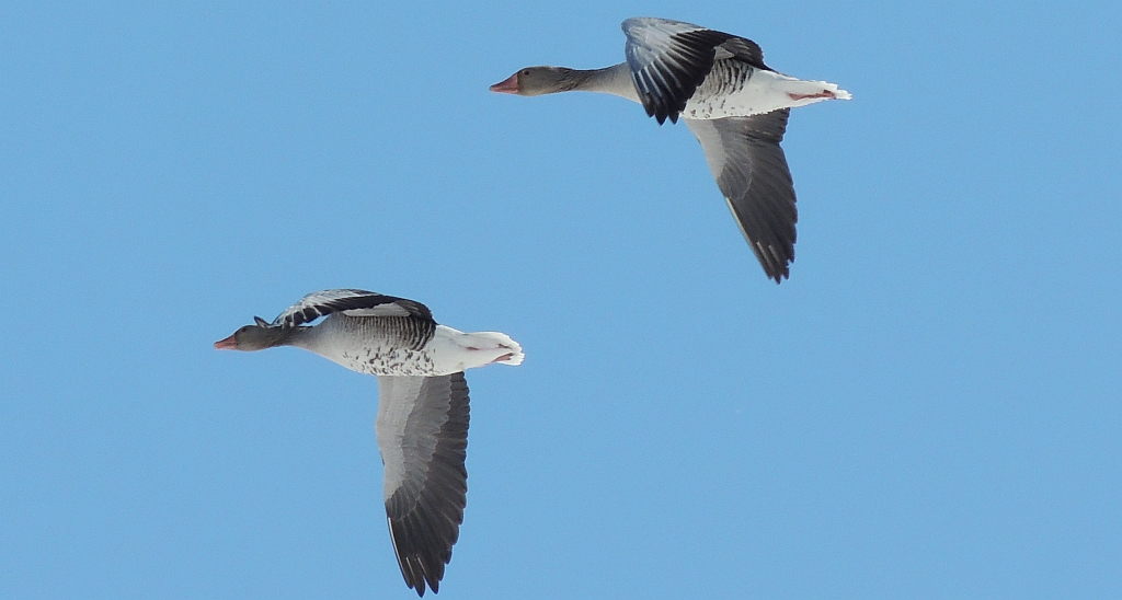 Gęś gęgawa, gęgawa (Anser anser rubirostris)