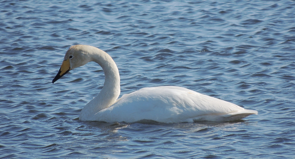 Łabędź krzykliwy (Cygnus cygnus)