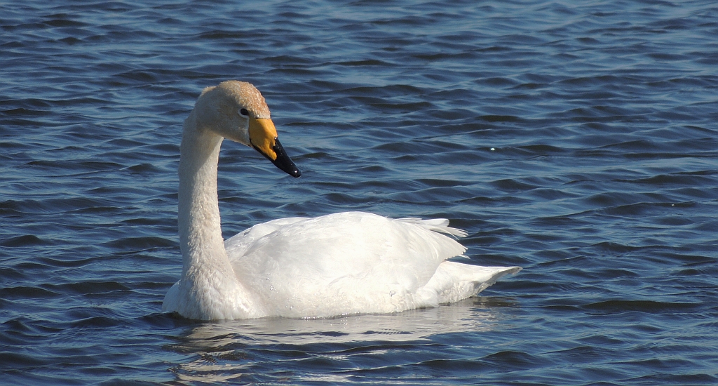 Łabędź krzykliwy (Cygnus cygnus)