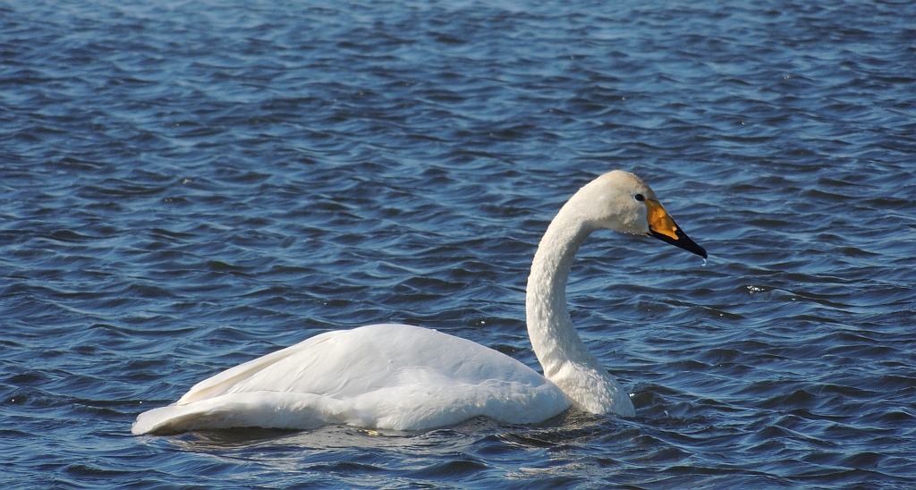 Łabędź krzykliwy (Cygnus cygnus)