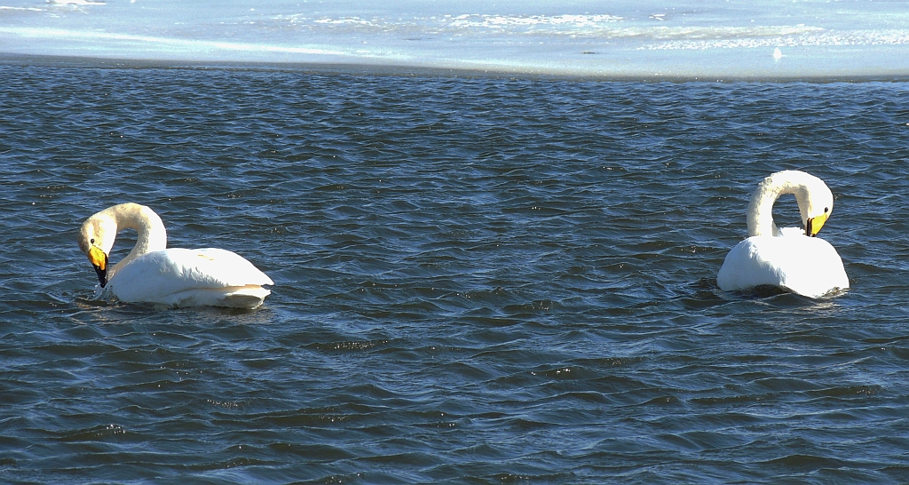 Łabędź krzykliwy (Cygnus cygnus)