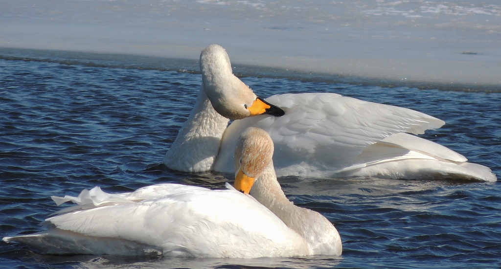Łabędź krzykliwy (Cygnus cygnus)
