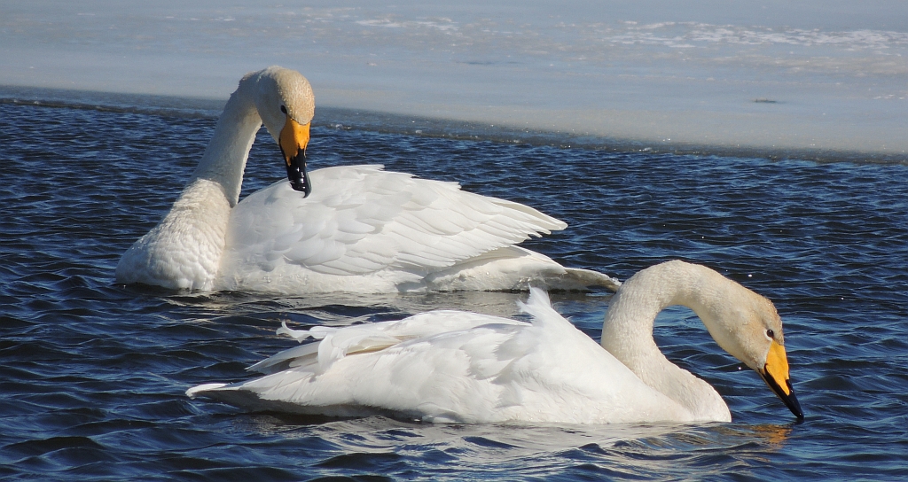 Łabędź krzykliwy (Cygnus cygnus)