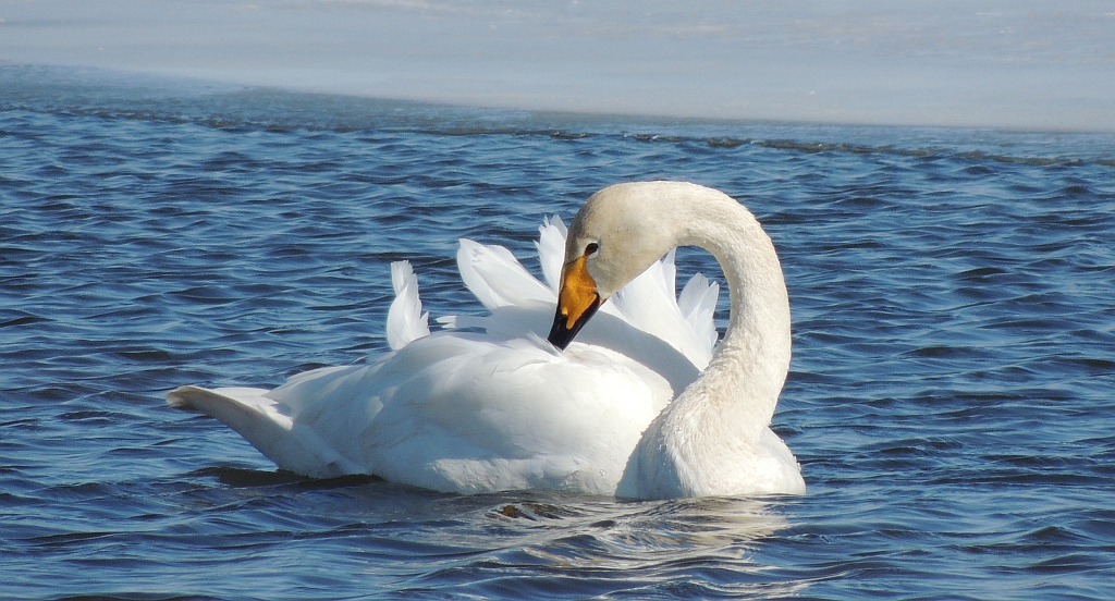 Łabędź krzykliwy (Cygnus cygnus)