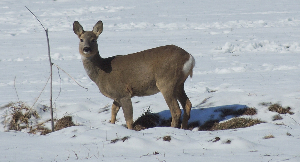 Sarna, sarna europejska (Capreolus capreolus)