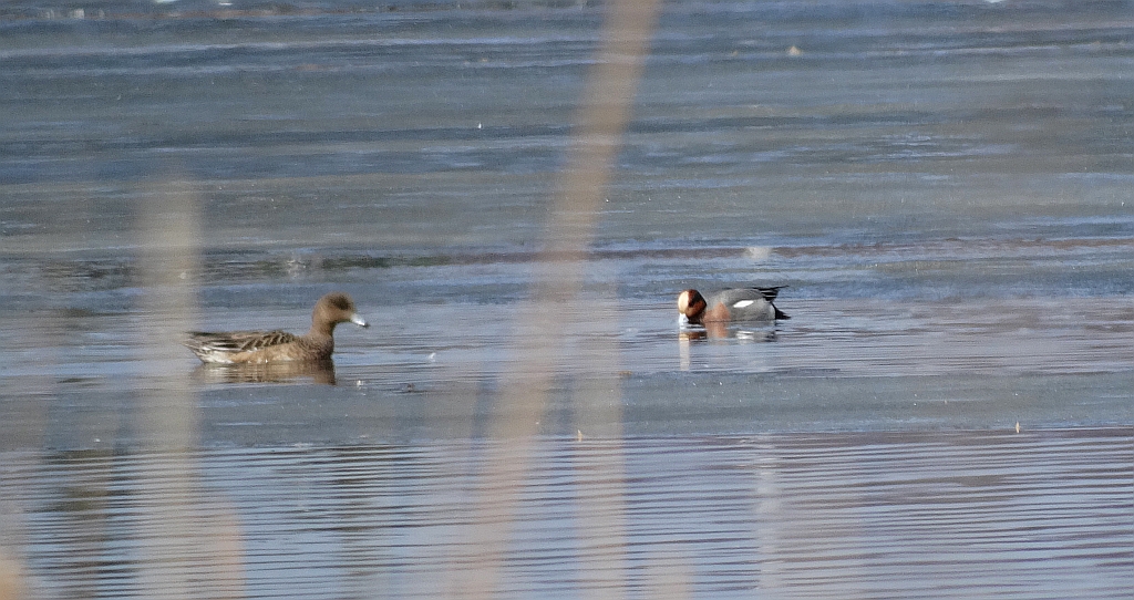 Świstun (Anas penelope)