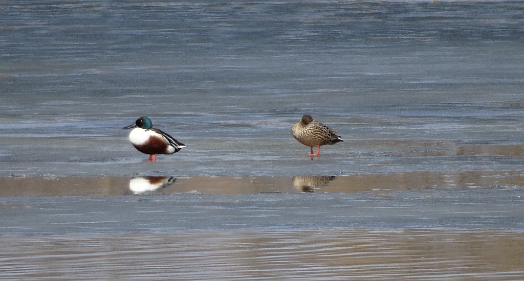 Płaskonos (Anas clypeata, dawniej Spatula clypeata)