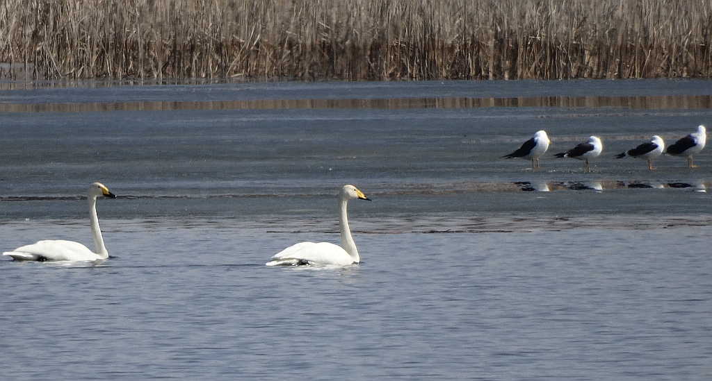 Łabędź krzykliwy (Cygnus cygnus)