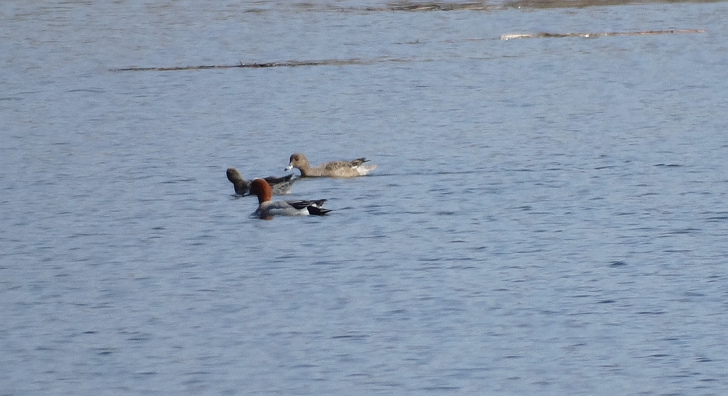 Świstun (Anas penelope)