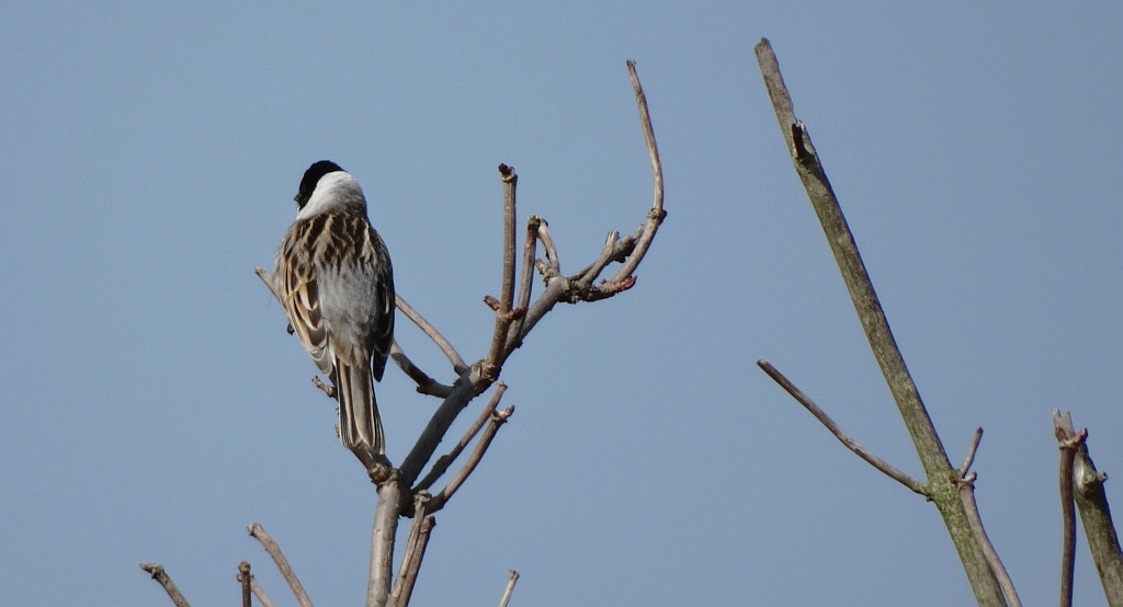 Potrzos zwyczajny, potrzos (Emberiza schoeniclus)