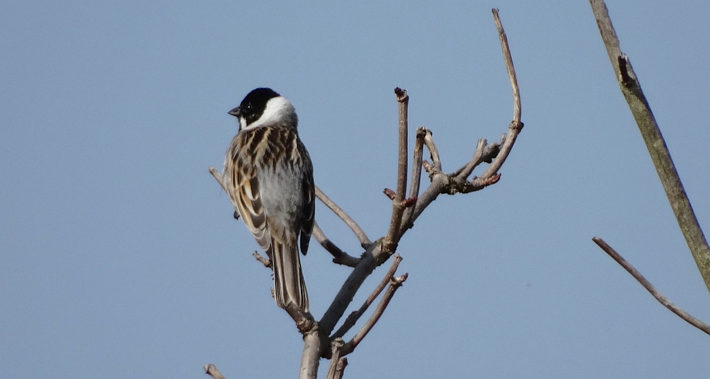 Potrzos zwyczajny, potrzos (Emberiza schoeniclus)