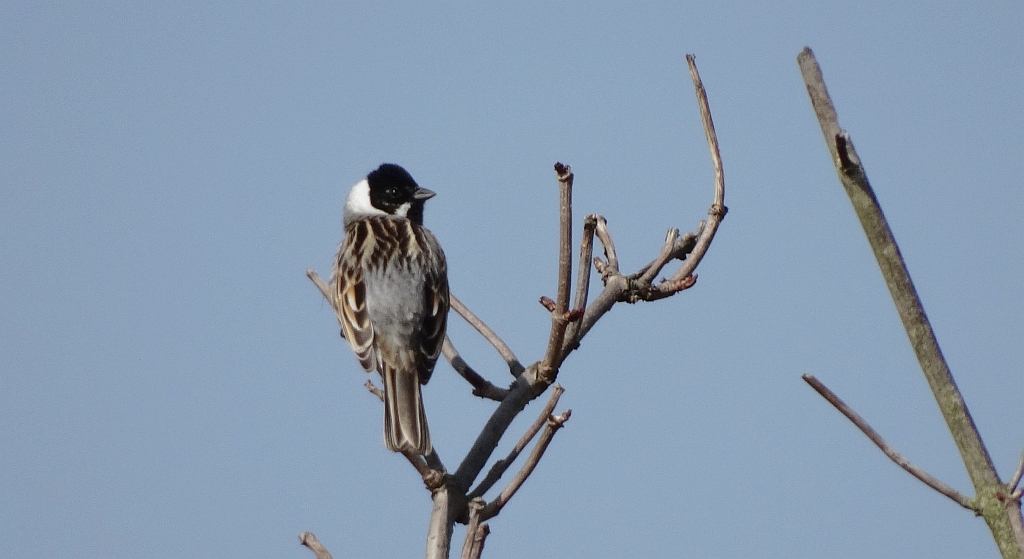 Potrzos zwyczajny, potrzos (Emberiza schoeniclus)