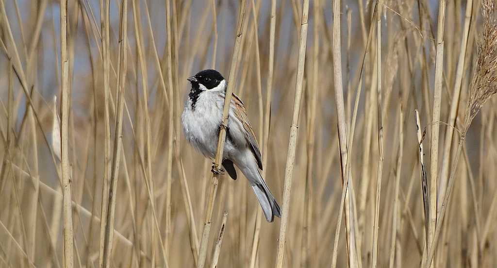 Potrzos zwyczajny, potrzos (Emberiza schoeniclus)