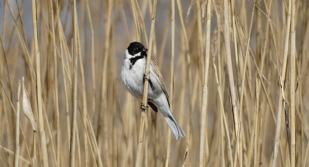 Potrzos zwyczajny, potrzos (Emberiza schoeniclus)