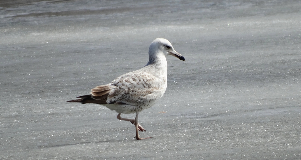 Mewa białogłowa (Larus cachinnans)