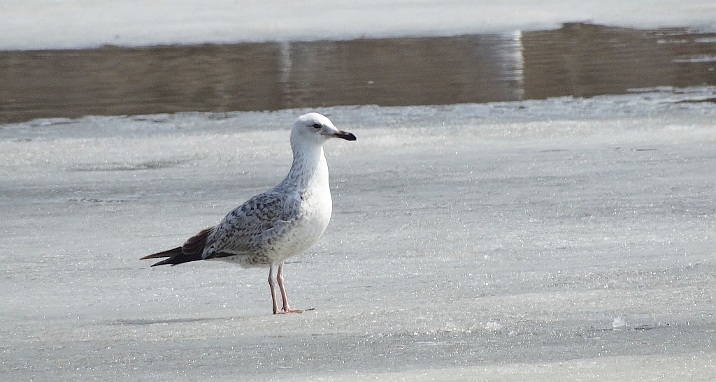 Mewa białogłowa (Larus cachinnans)