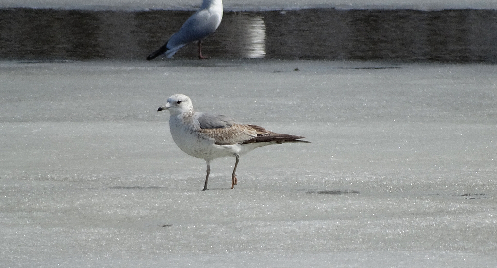 Mewa białogłowa (Larus cachinnans)