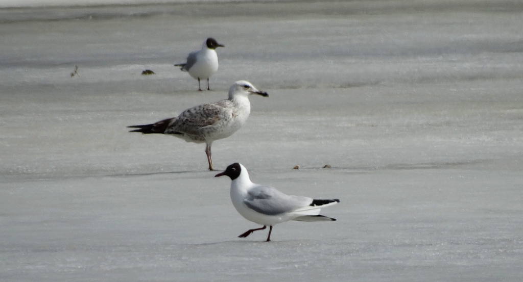 Mewa białogłowa (Larus cachinnans) i mewa śmieszka, śmieszka (Chroicocephalus ridibundus)