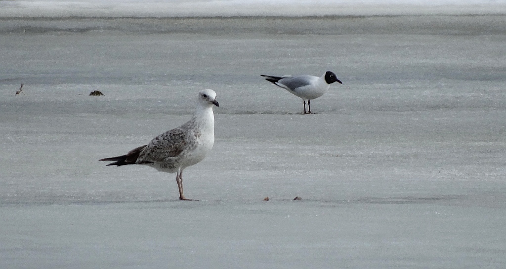 Mewa białogłowa (Larus cachinnans)