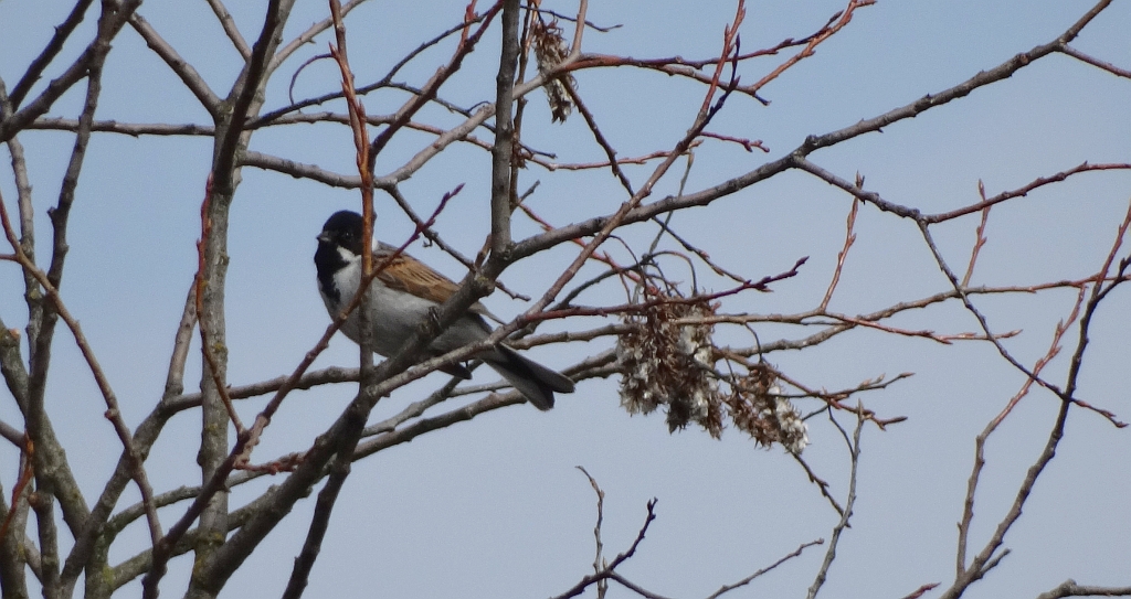 Potrzos zwyczajny, potrzos (Emberiza schoeniclus)