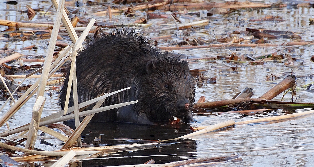 Bóbr europejski (Castor fiber)