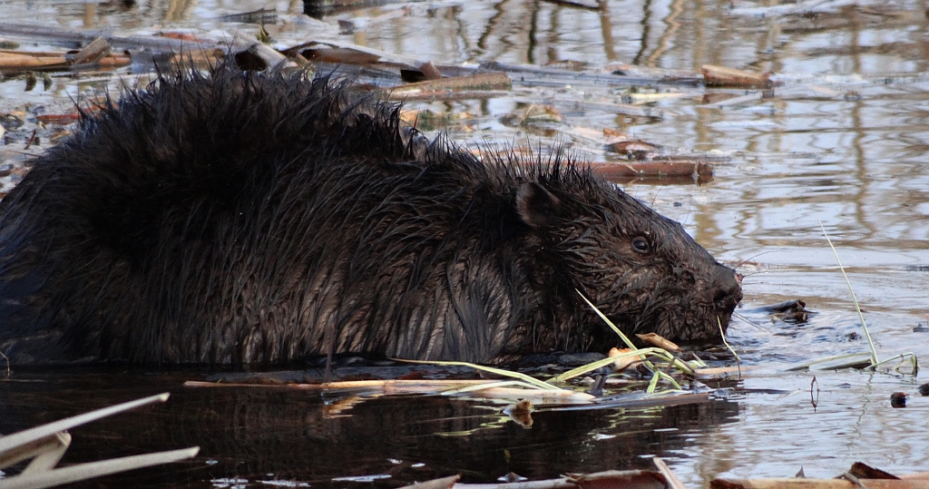 Bóbr europejski (Castor fiber)