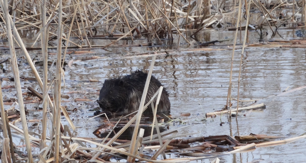 Bóbr europejski (Castor fiber)