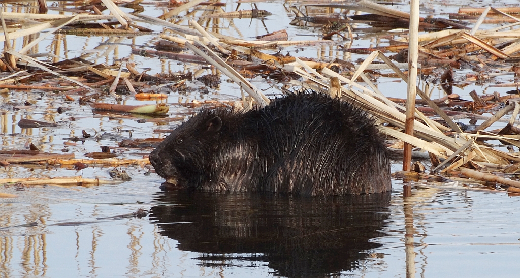 Bóbr europejski (Castor fiber)