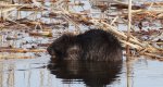 Bóbr europejski (Castor fiber)