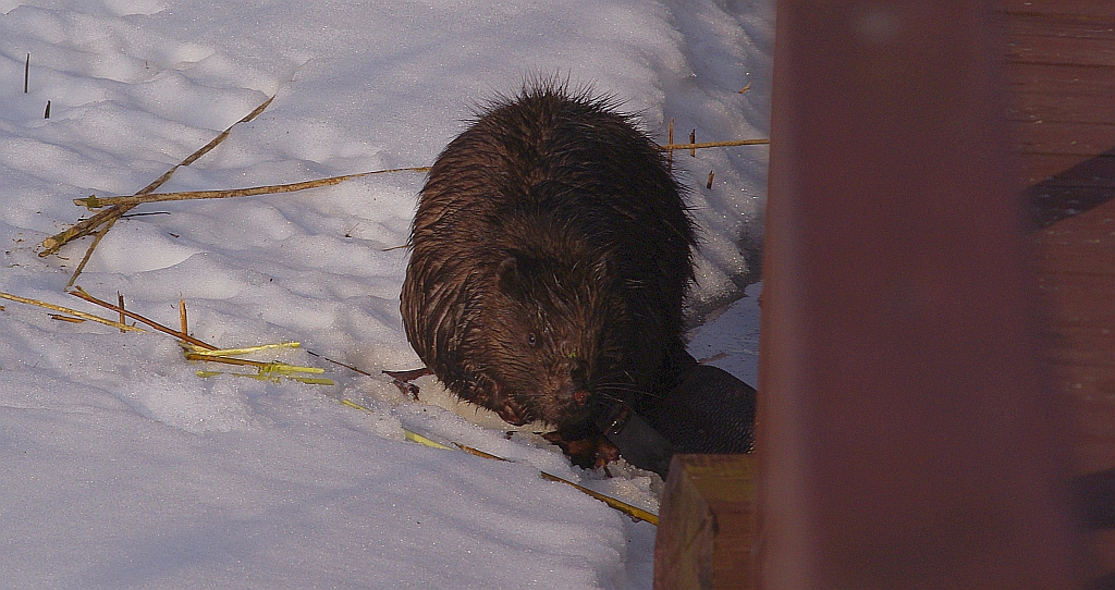 Bóbr europejski (Castor fiber)
