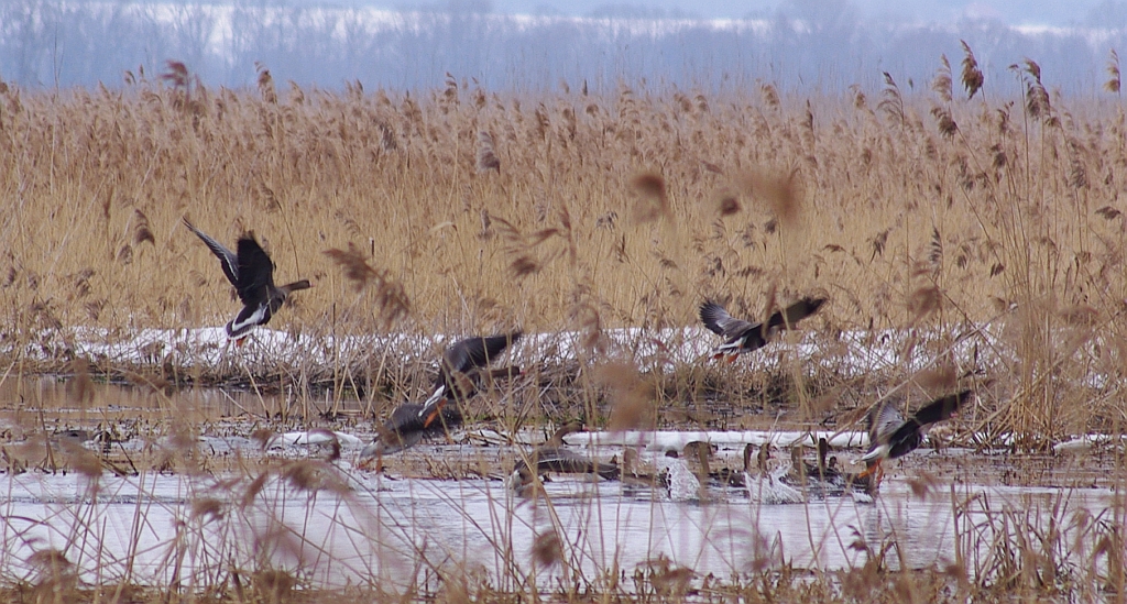 Gęś białoczelna, gęś białoczółka (Anser albifrons)