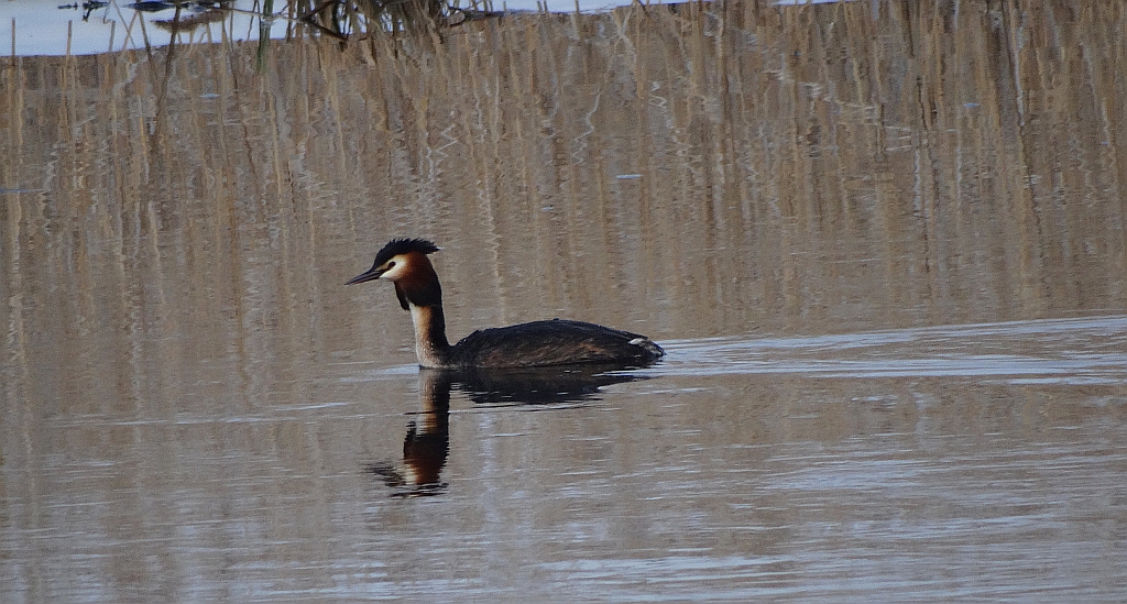 Perkoz dwuczuby (Podiceps cristatus)