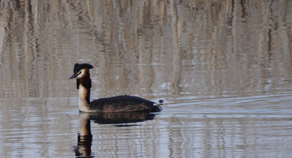 Perkoz dwuczuby (Podiceps cristatus)