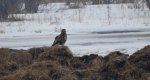 Myszołów zwyczajny (Buteo buteo)