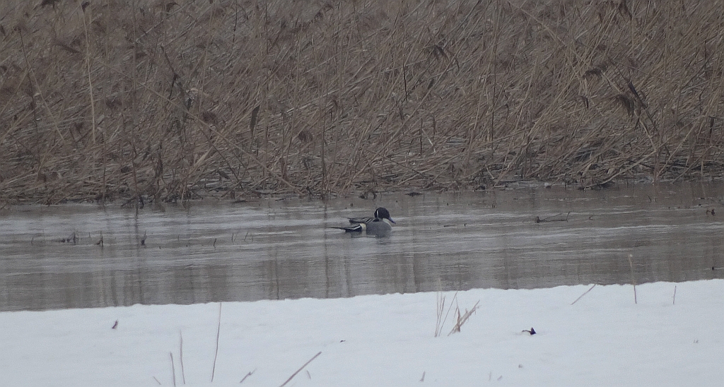 Rożeniec zwyczajny (Anas acuta)