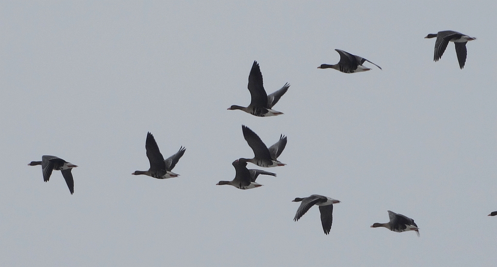 Gęś białoczelna, gęś białoczółka (Anser albifrons)