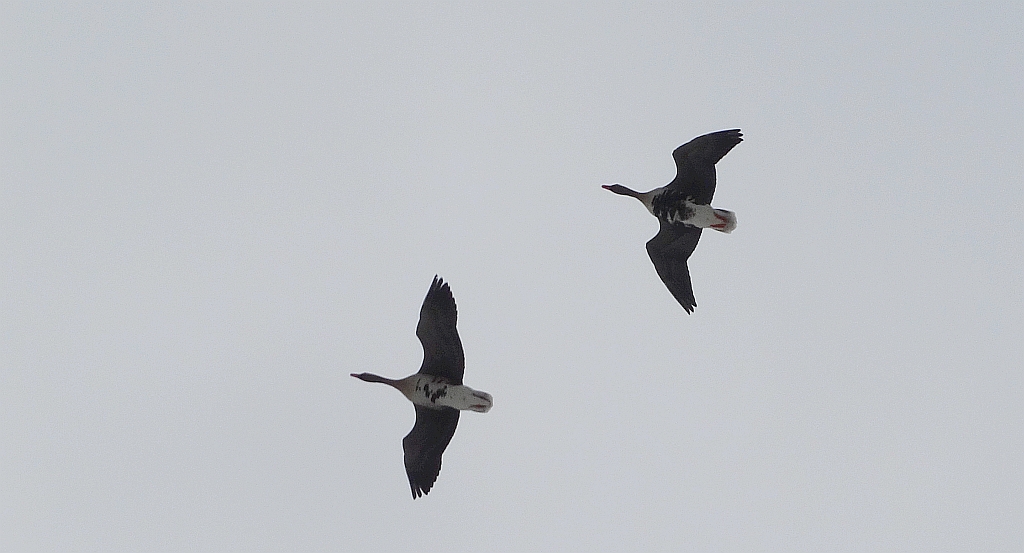 Gęś białoczelna, gęś białoczółka (Anser albifrons)