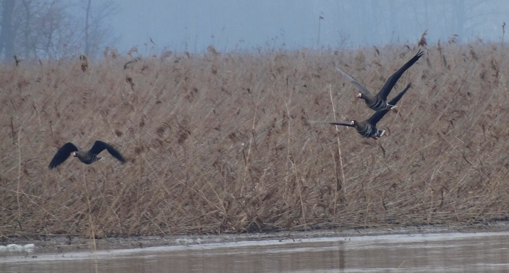 Gęś białoczelna, gęś białoczółka (Anser albifrons)