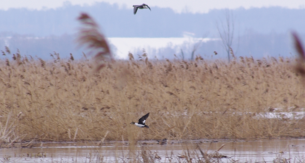 Gągoł, gągoł krzykliwy (Bucephala clangula)