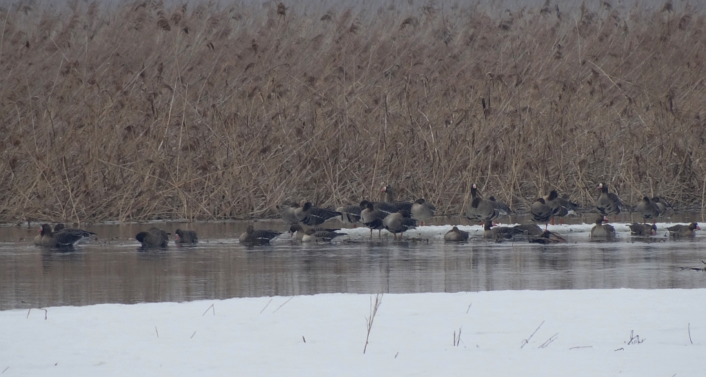 Gęś białoczelna, gęś białoczółka (Anser albifrons)