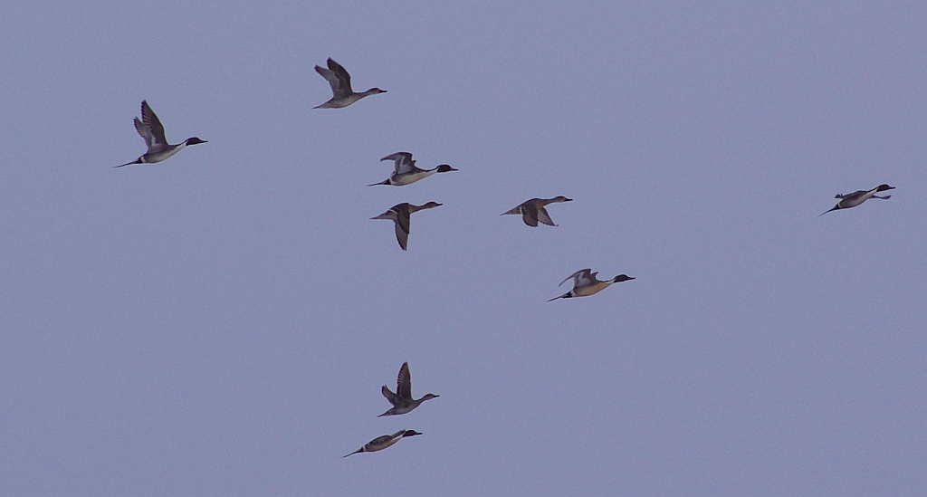 Rożeniec zwyczajny (Anas acuta)