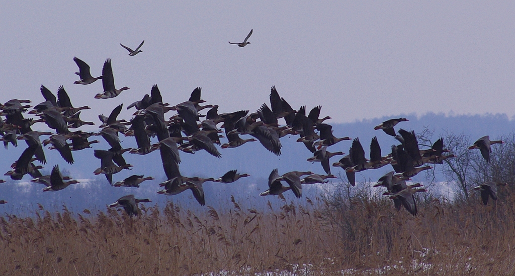 Gęś białoczelna, gęś białoczółka (Anser albifrons)