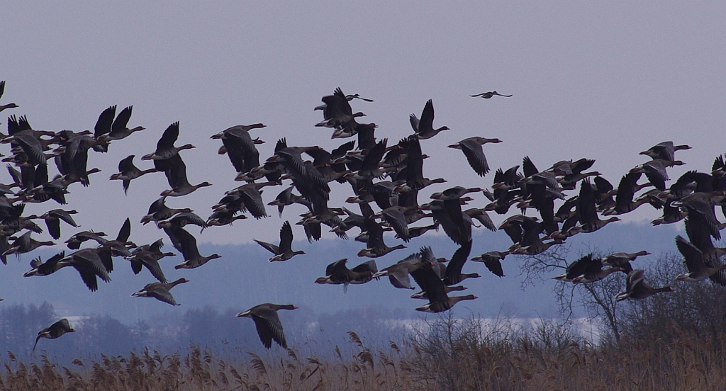 Gęś białoczelna, gęś białoczółka (Anser albifrons)