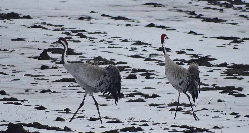 Żuraw, żuraw szary (Grus grus)