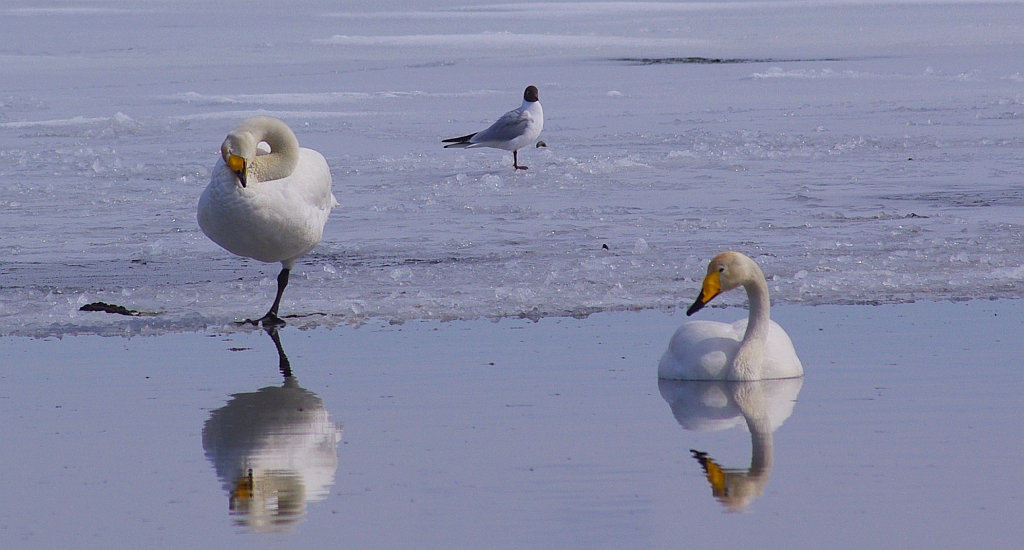 Łabędź krzykliwy (Cygnus cygnus)